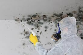 Mold Documentation for Insurance Claims in Gerber, CA